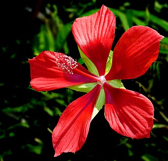 scarlet rose mallow-201270809139